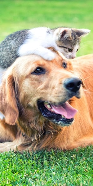 Gray and White Kitten Sitting on a Golden Retriever's Head Gray and White Kitten Sitting on a Golden Retriever's Head