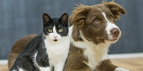 Black and White Cat Leaned Against a Brown and Whtie Dog