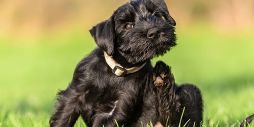 Small Black Dog Itching in the Grass