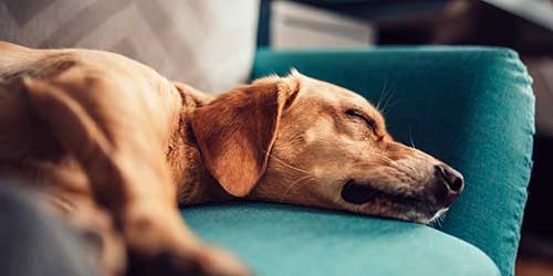 A dog laying on a couch