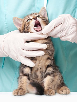 Small Gray Kitten Receiving Dental Exam from Veterinarian