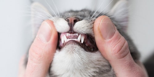 Gray and White Cat Getting Teeth Examined by Veterinarian