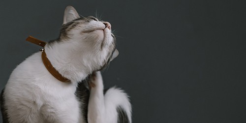White and Gray Cat Itching in front of a Dark Gray Wall