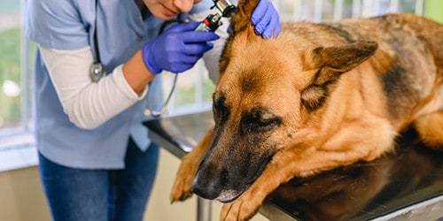 German Shepherd Dog Getting Ear Examined by Veteranarian