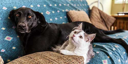 A dog and cat laying on a couch