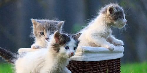 Gray and White Kittens in a Basket