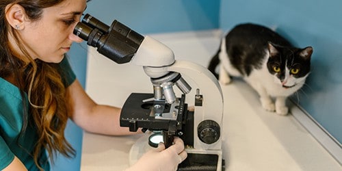 Cat Watching Veteranarian Use a Microscope