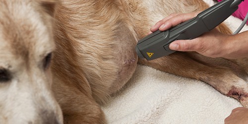 Elderly Dog Receiving Laser Therapy for Surgical Recovery