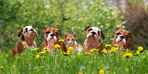 Puppies and kittens in a field