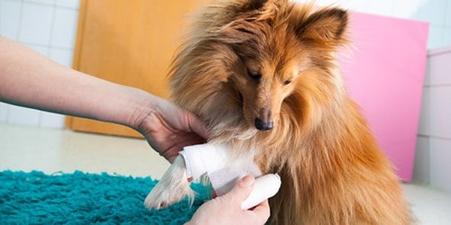 Miniature Collie Getting A Bandage Added to Right Leg