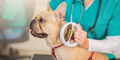 Small Bulldog Getting A Microchip Scanned