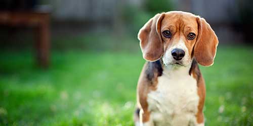 A beagle standing out in a yard