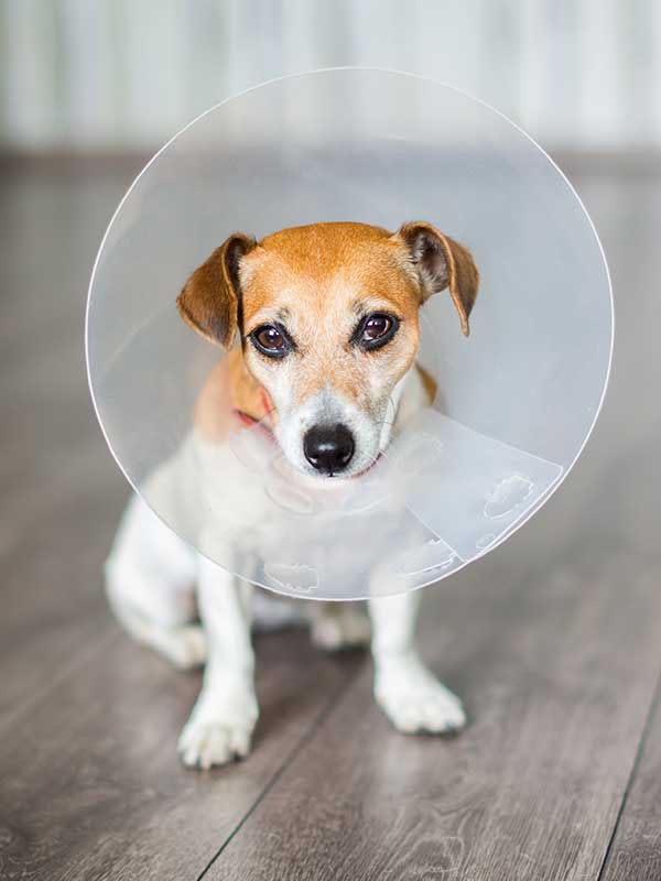 A dog wearing an e-collar