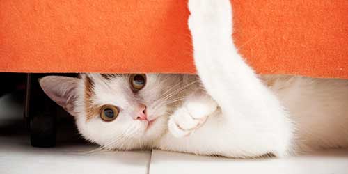 A puppy standing out in a yard