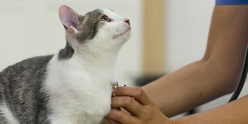 Gray and White Cat Getting Veterinary Exam