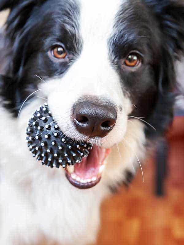 A dog holding a rubber ball