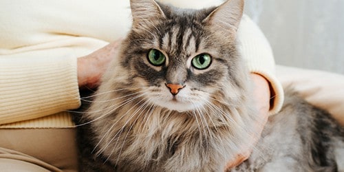 Senior Gray Cat Held by Senior Pet Owner
