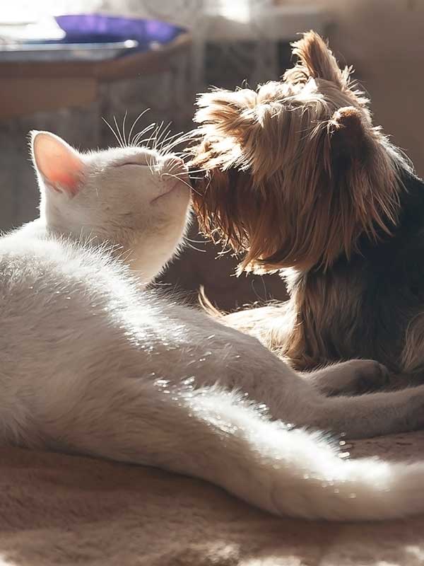 Dog and cat snuggling Dog and cat snuggling