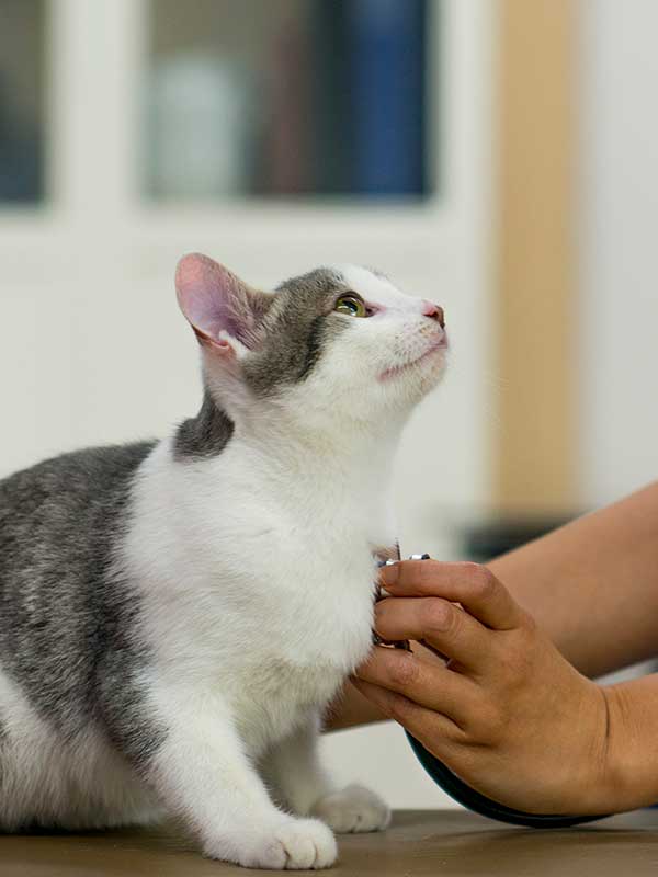 A cat being examined by a vet tech A cat being examined by a vet tech