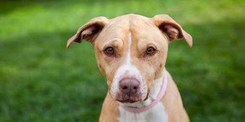 A puppy laying in the grass