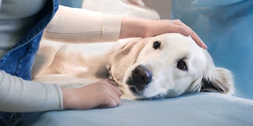 A Large Lab Laying on a Surgery Table in a Veterinarian Office