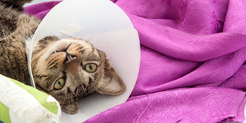 Cat Recovering from an X-Ray with Leg Cast and Cone