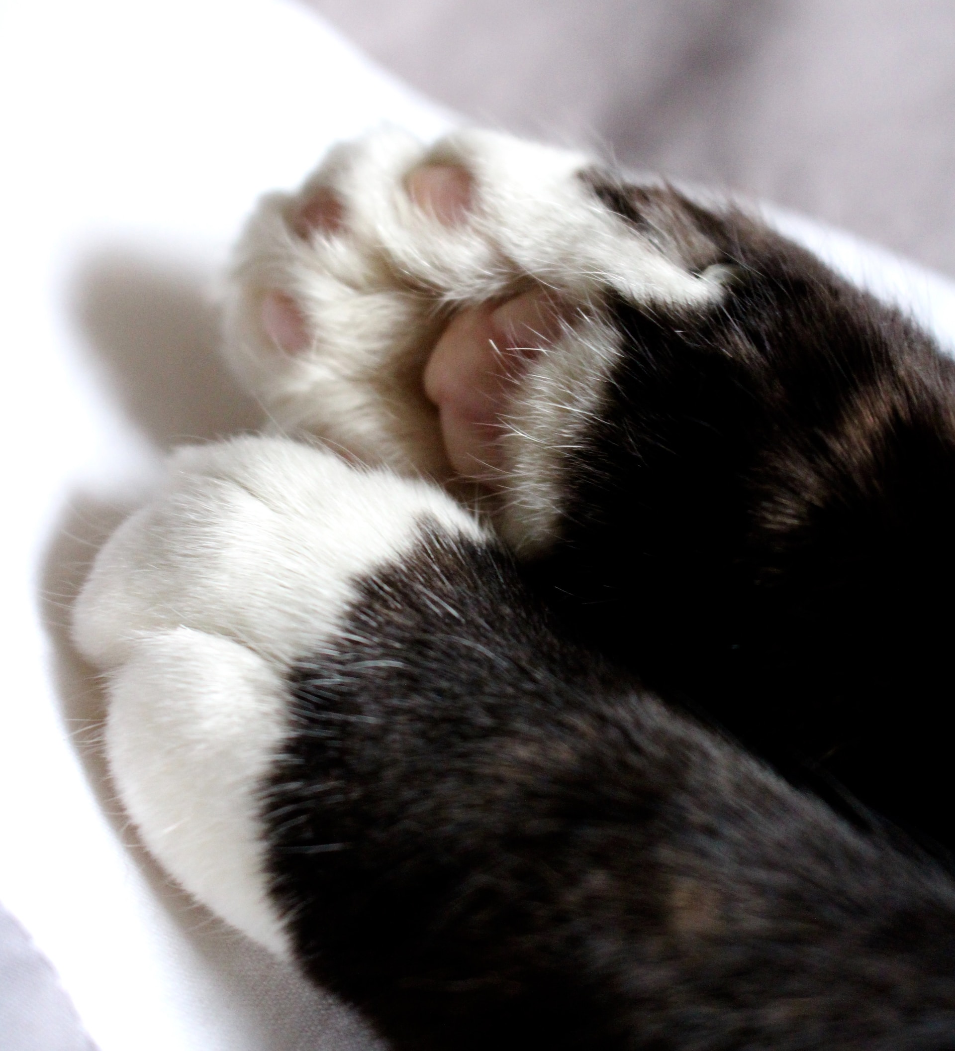Paws to Talk: Declawing Cats