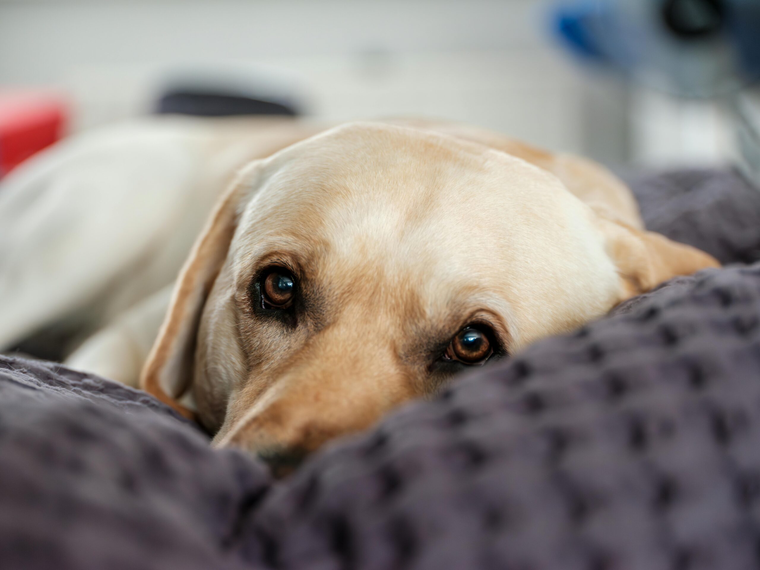 Respiratory Disease in Dogs