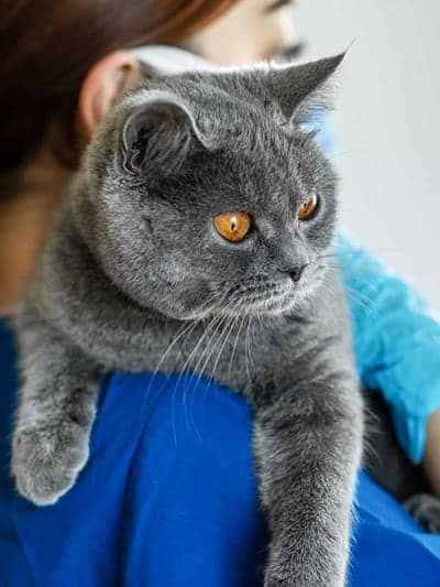 Beautiful Gray Cat Hanging Over the Shoulder of a Veterinarian.