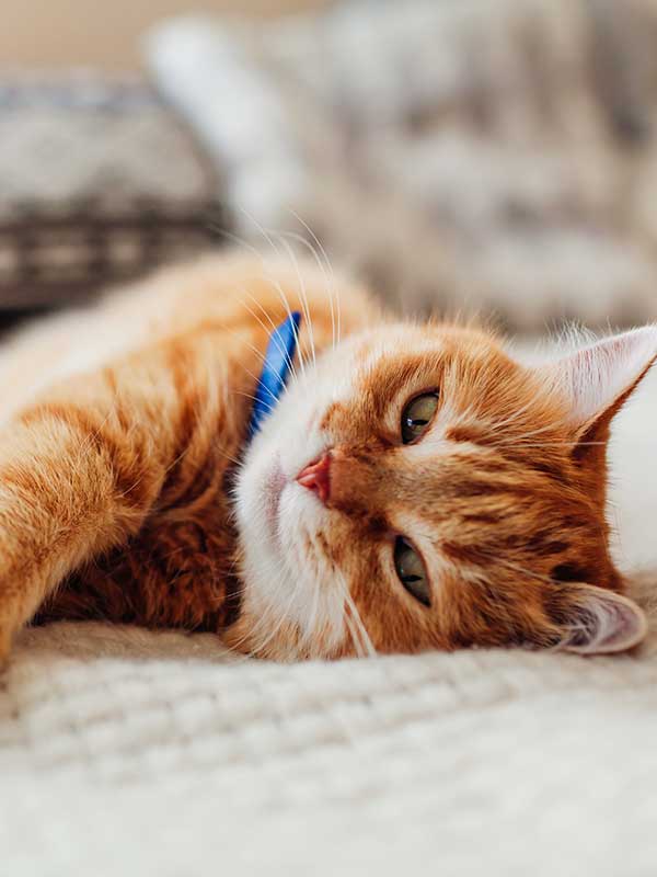 A cat sprawled on a blanket