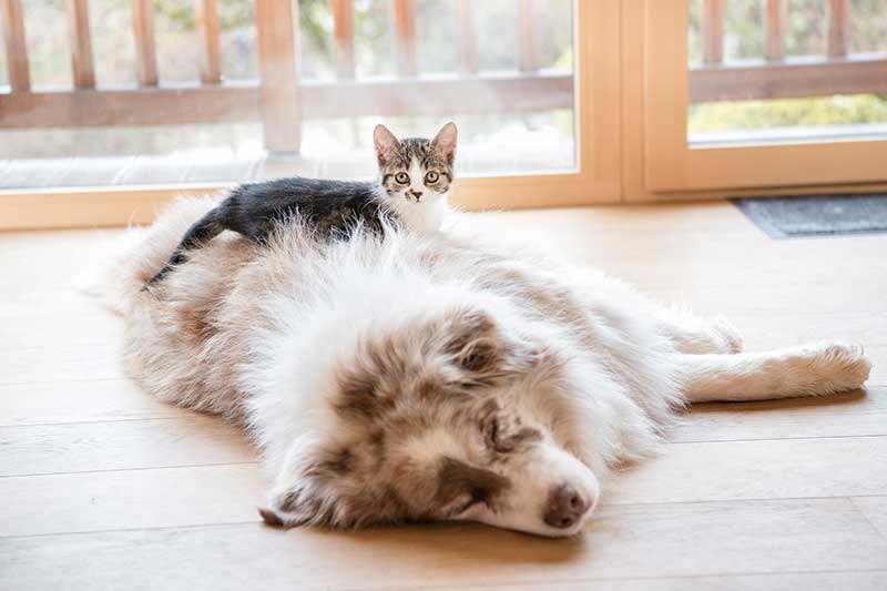 An australian cattle dog and a kitten An australian cattle dog and a kitten