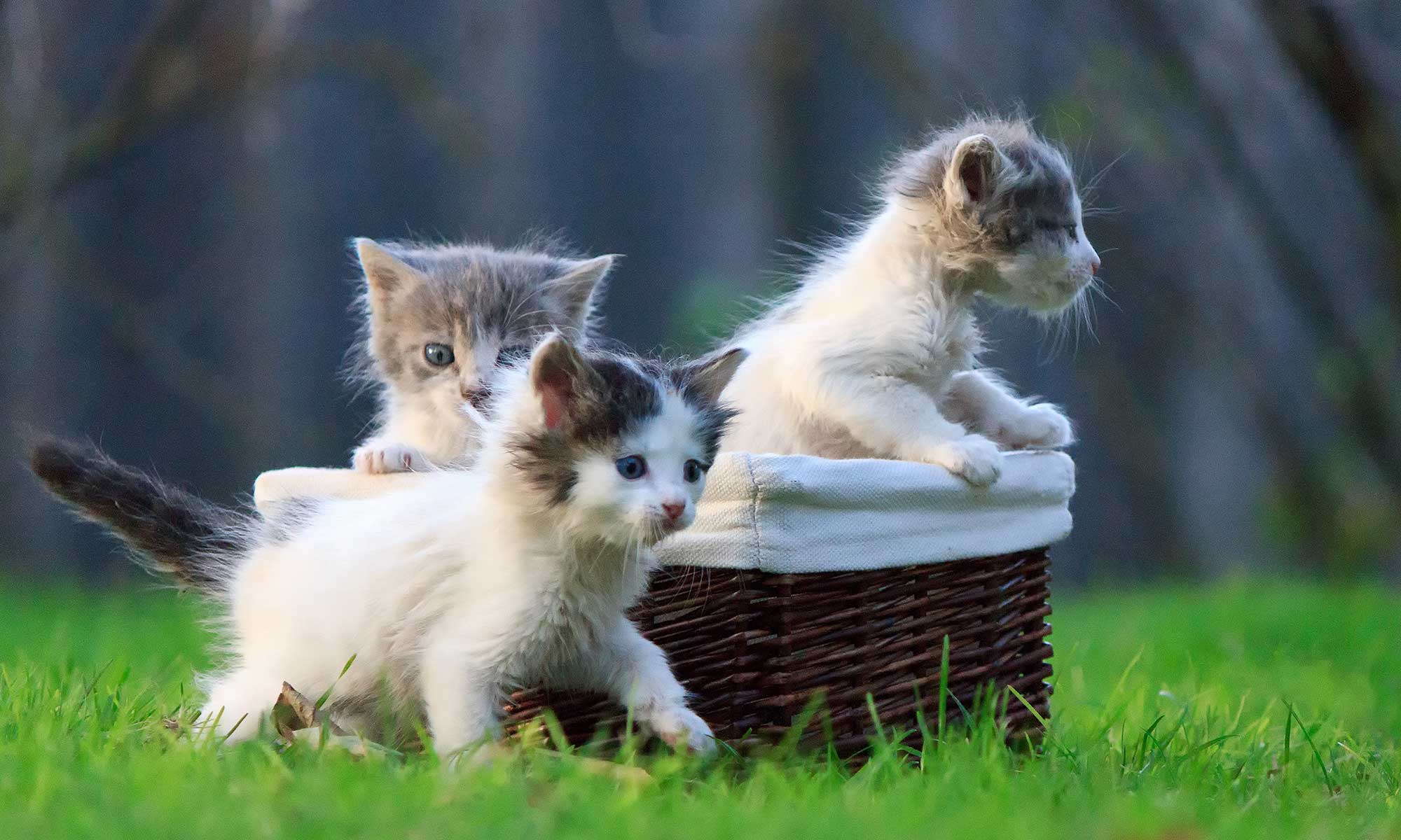 Kittens at a picnic
