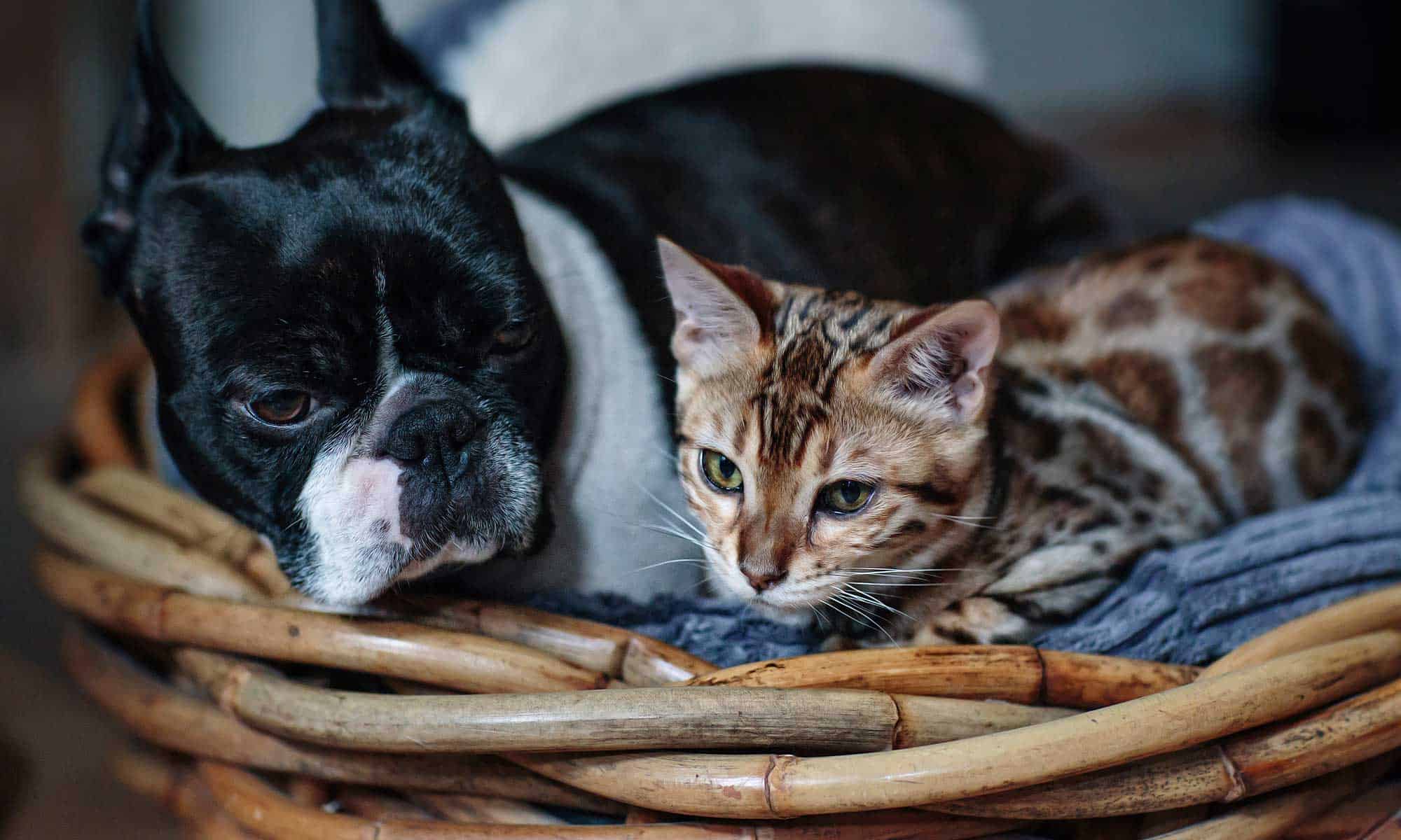 A dog and cat laying in a basket