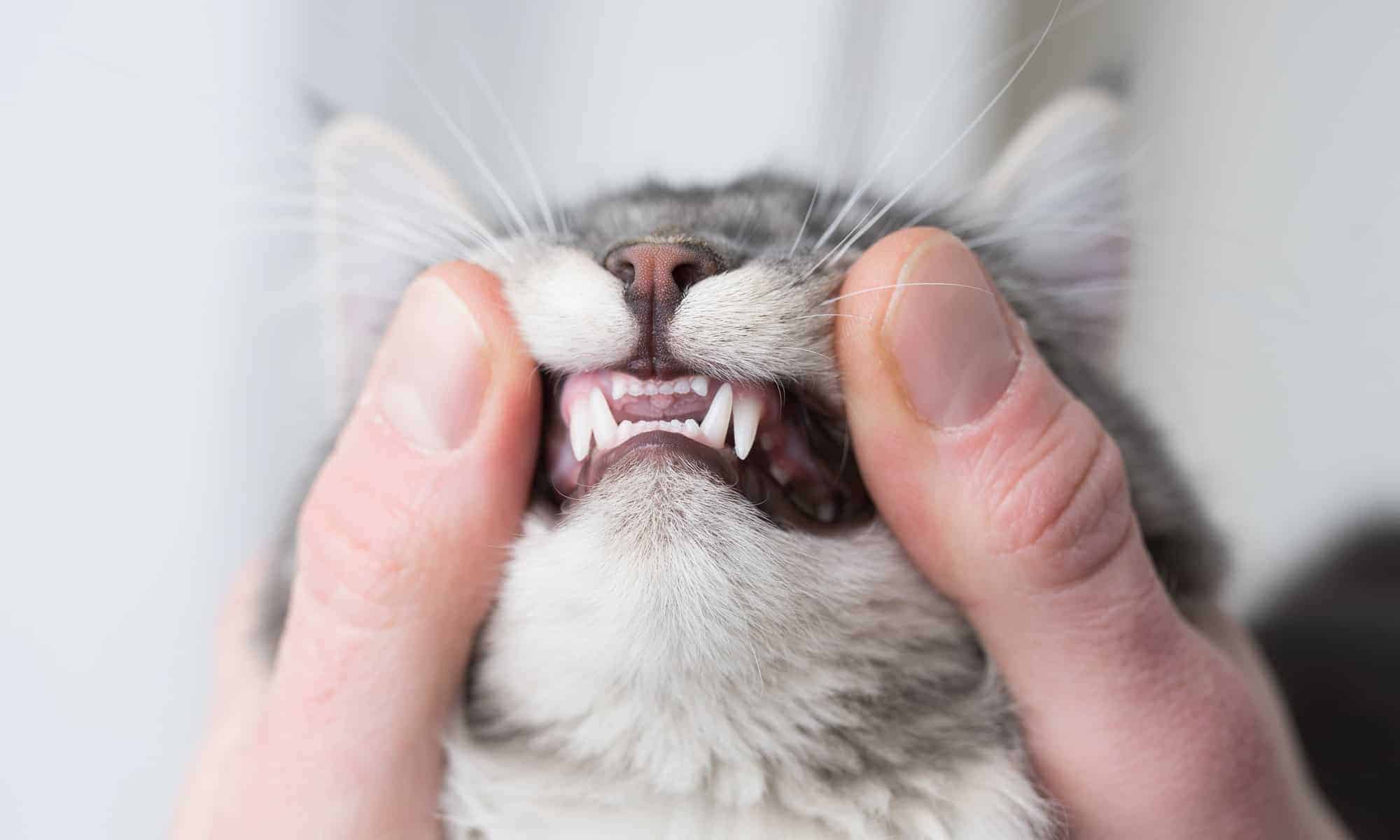 Gray and White Cat Getting Veterinary Dental Exam.