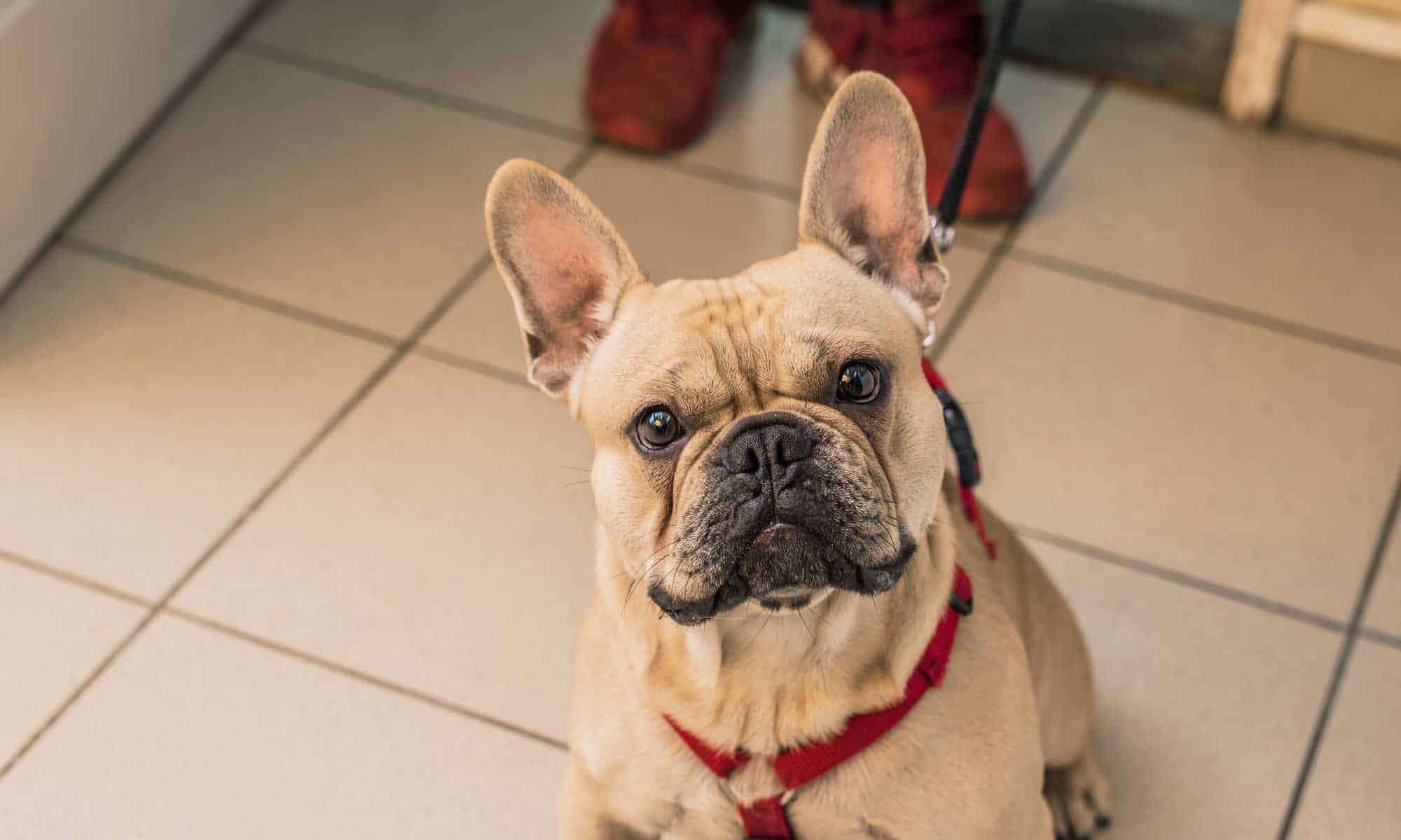 A french bulldog sitting on the floor