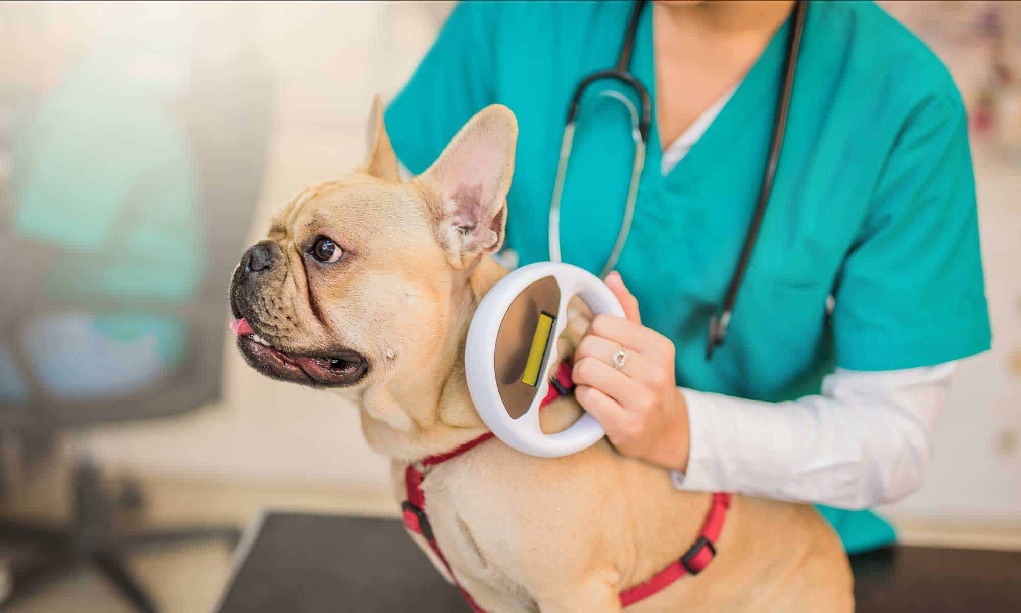 A dog being treated with veterinary equipment