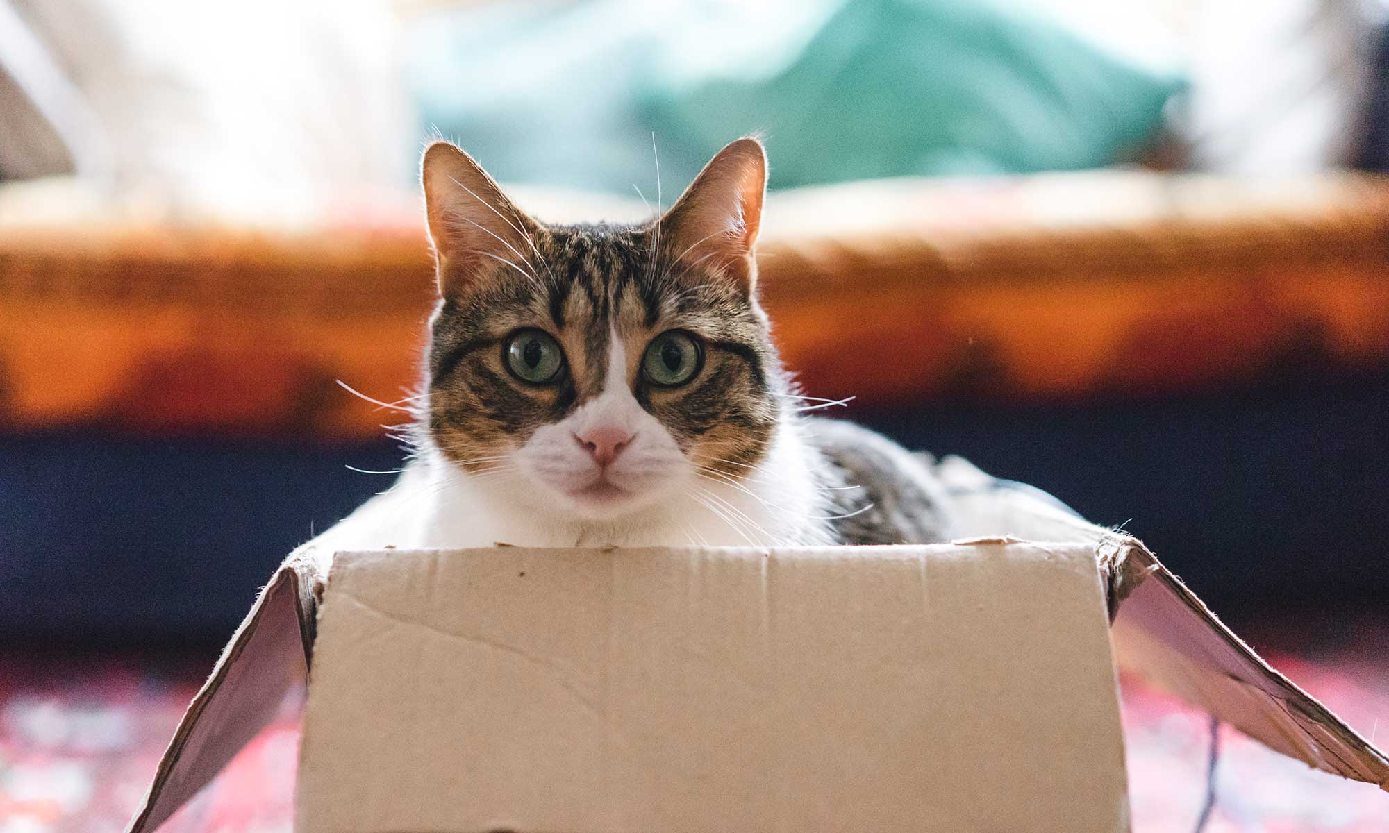 A cat sitting in a box