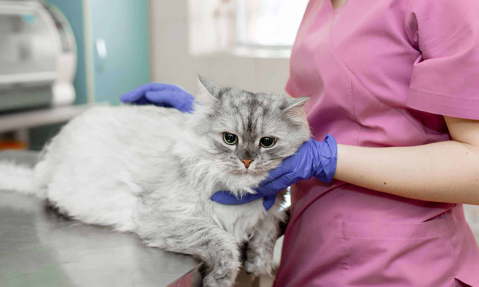 A vet tech holding a feline patient