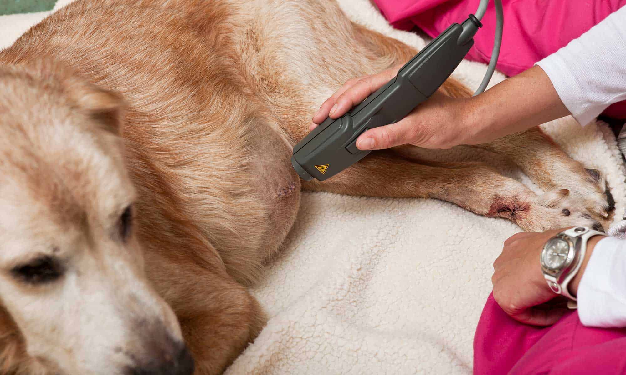 A dog being given laser therapy