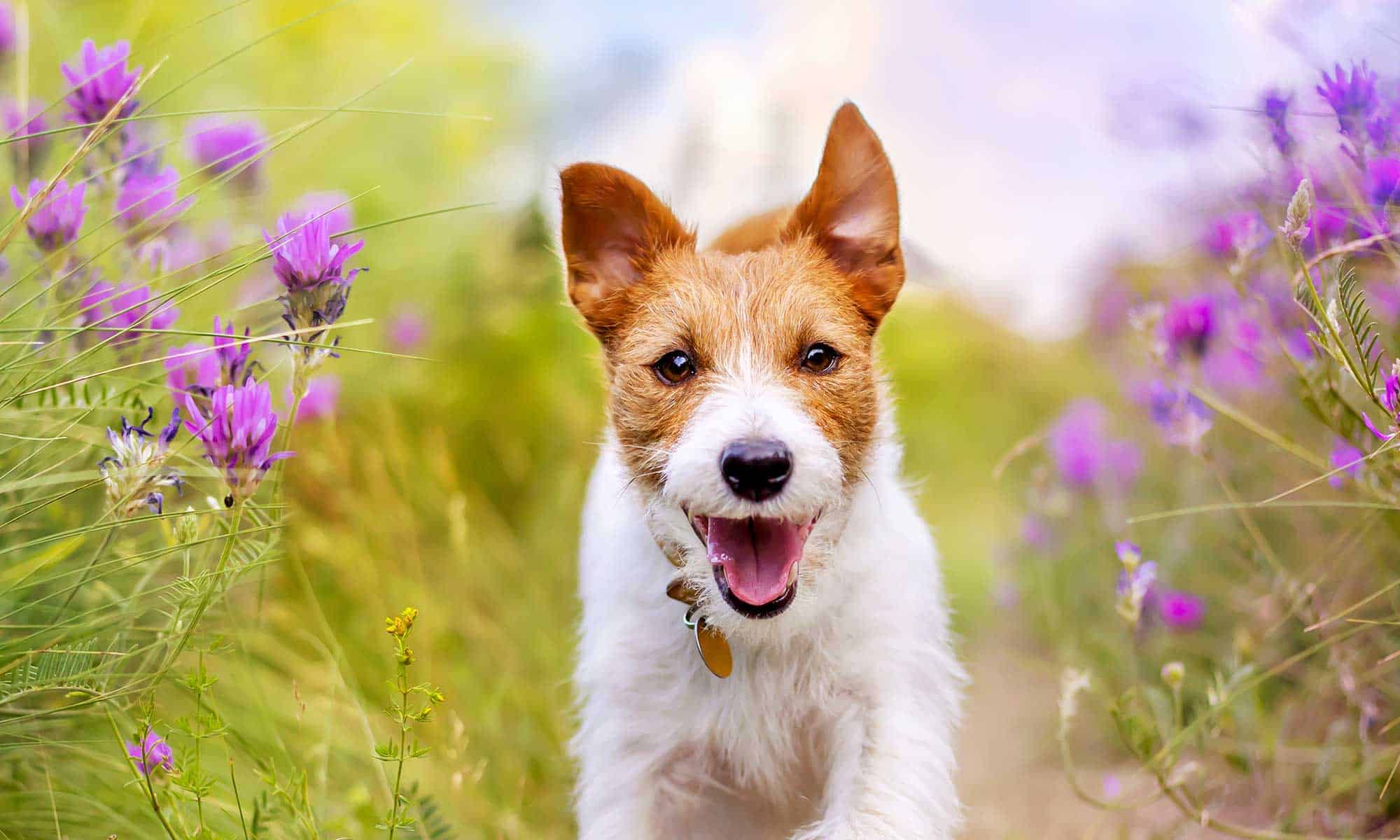 A dog running in a field