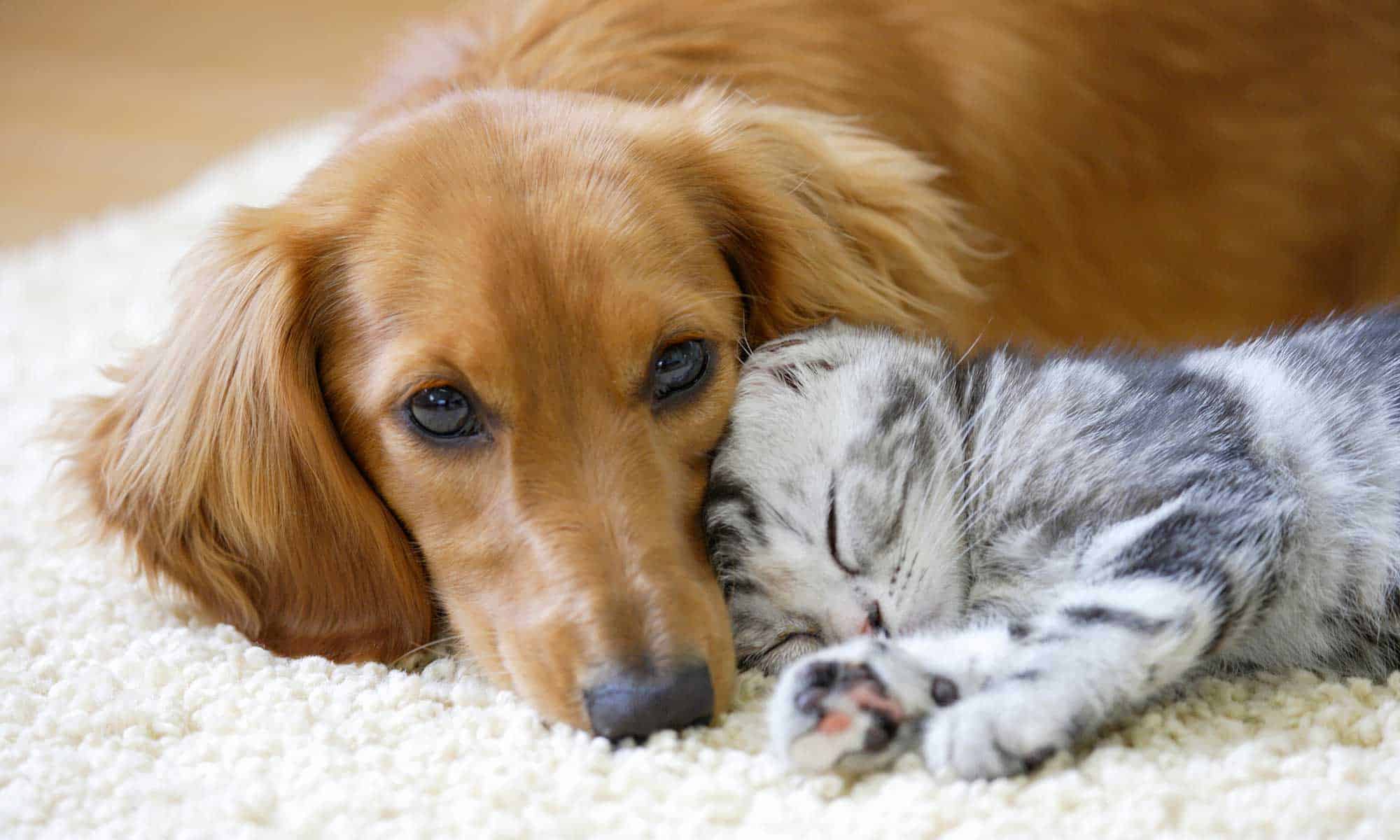 A dog and cat cuddling