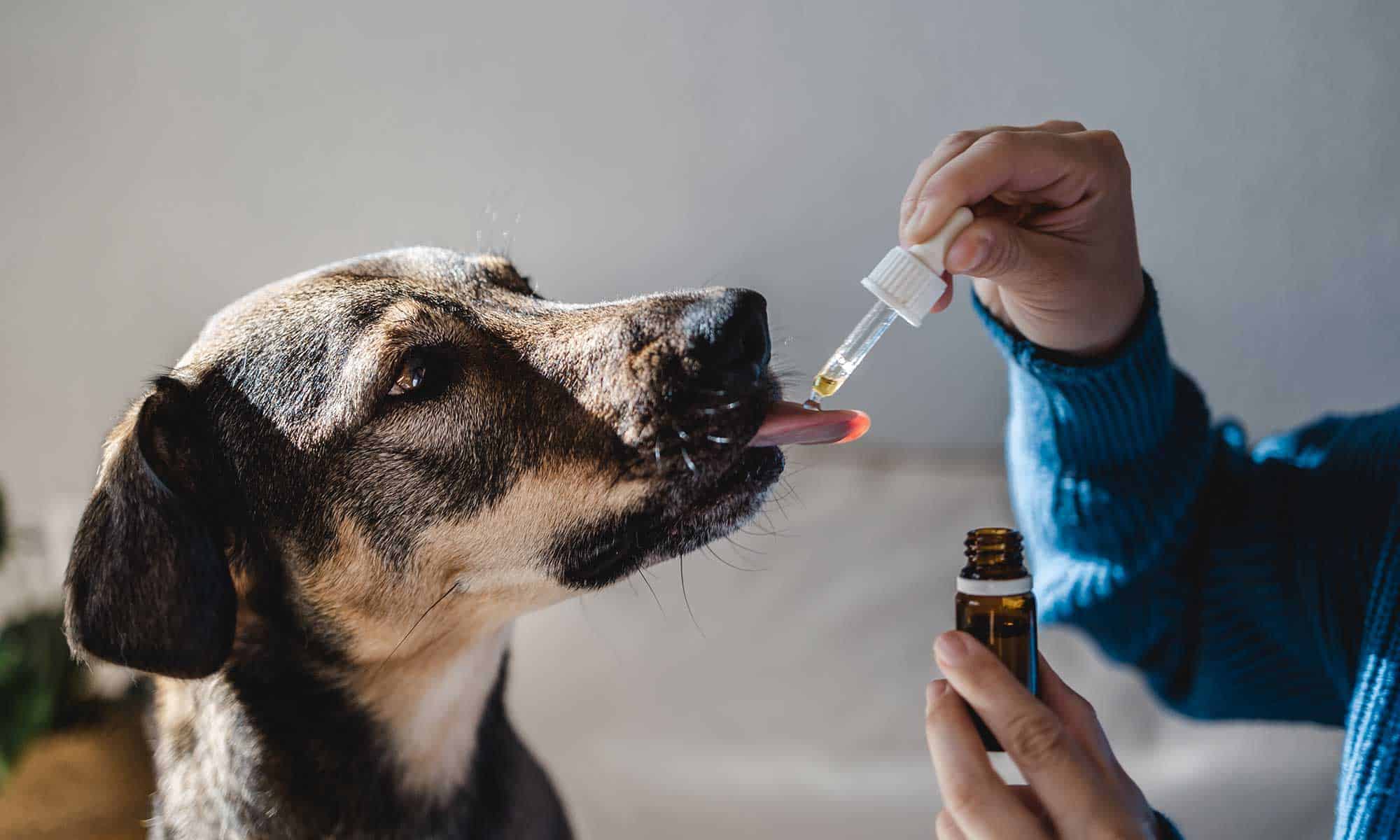 A dog being given medicine