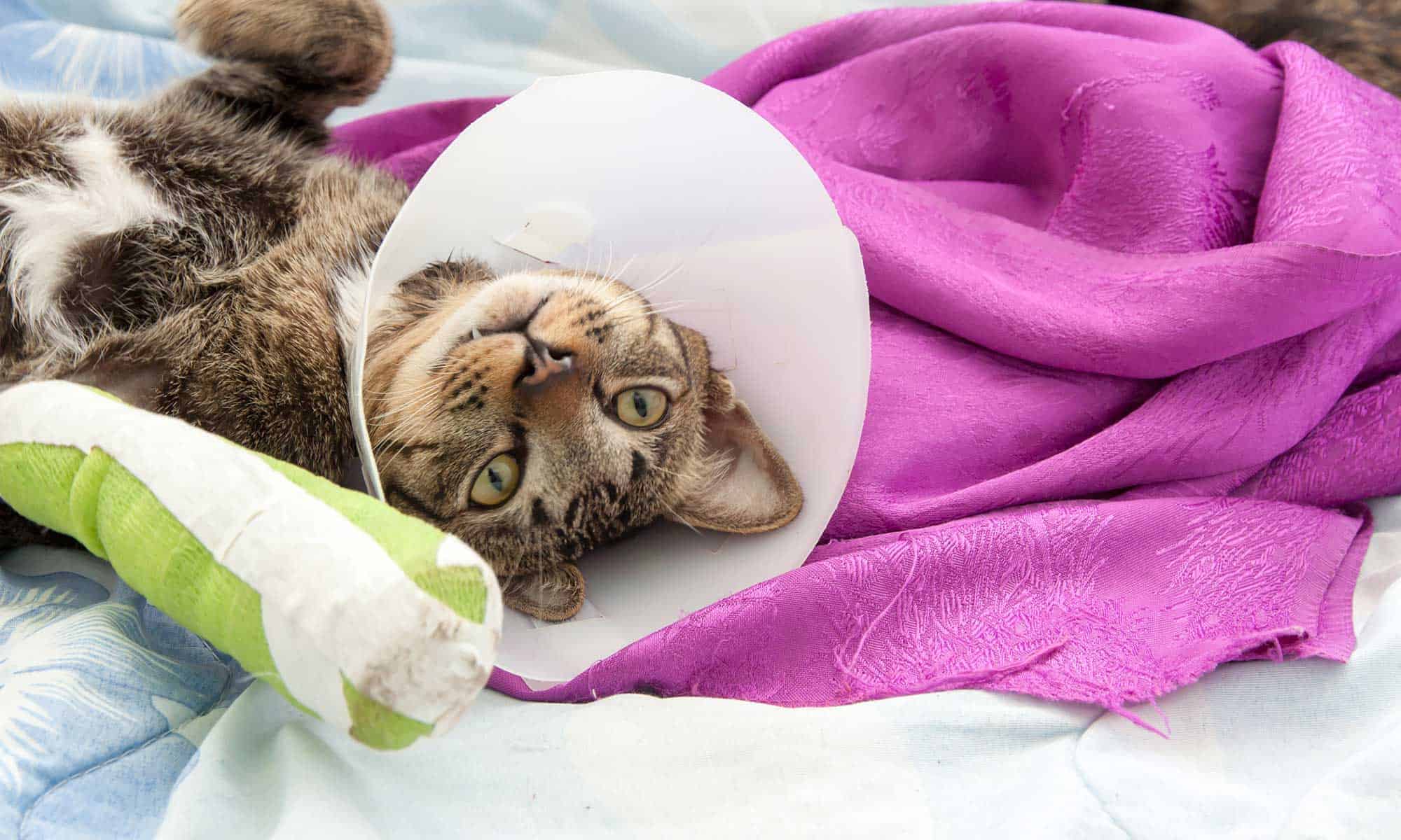 A cat wearing an e-collar