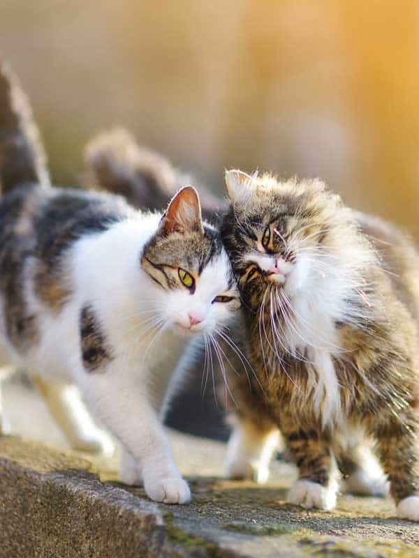 Two cats cuddling on a wall Two cats cuddling on a wall