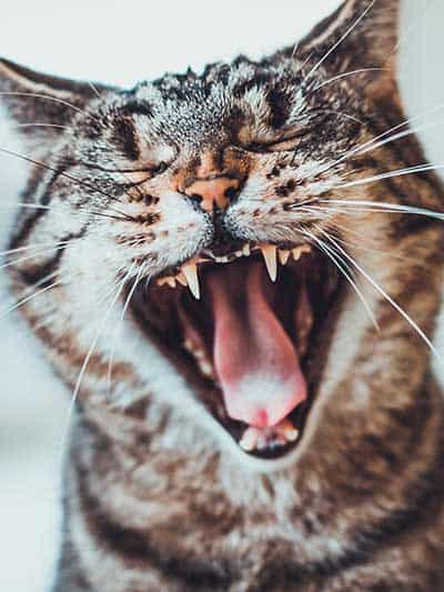 A cat yawning and showing off teeth