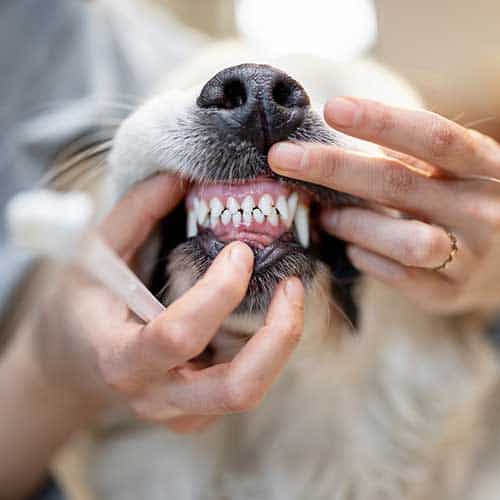 Older dog receiving a dental examination