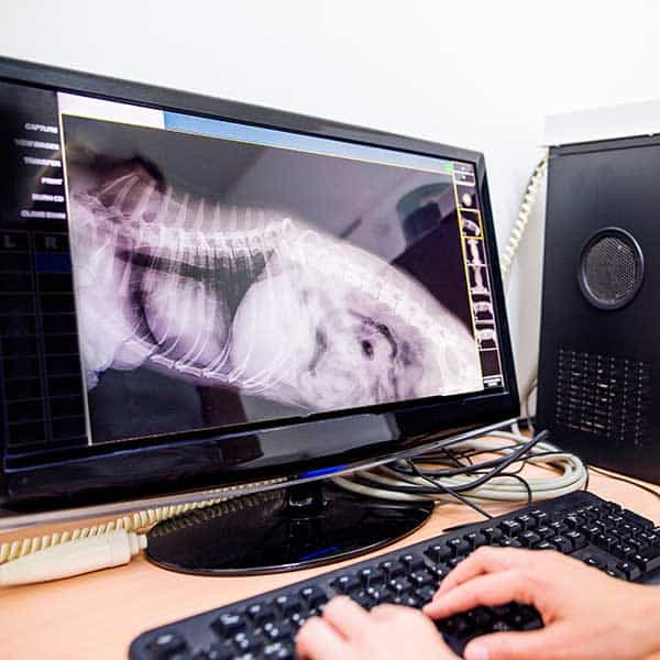 A vet looking at a digital x-ray A vet looking at a digital x-ray