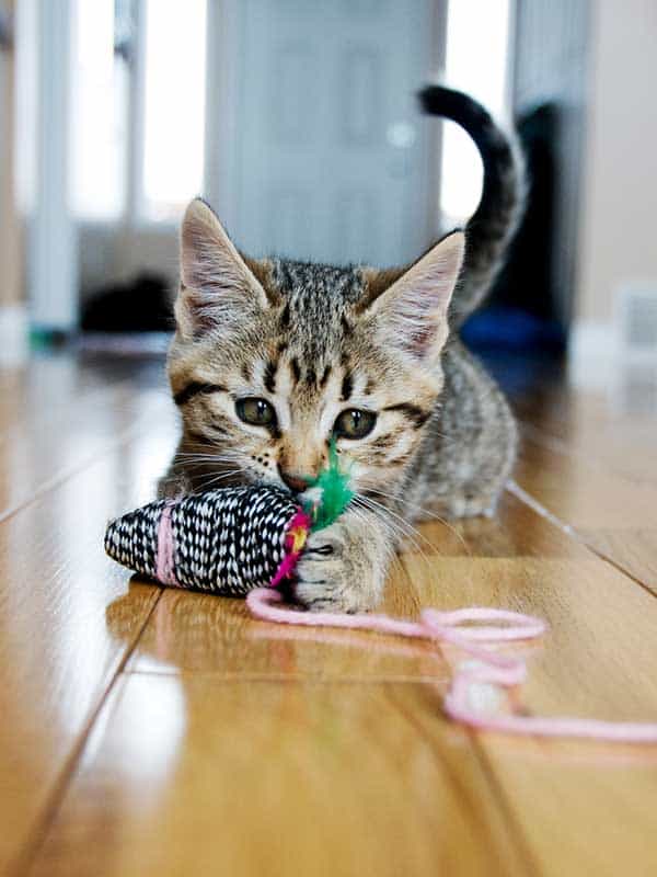 A cat playing with a ball of string A cat playing with a ball of string
