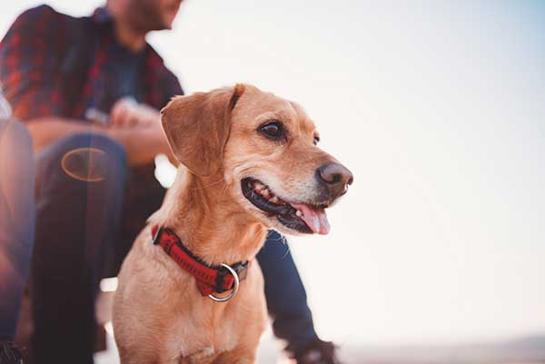 A dog with their human in the outdoors