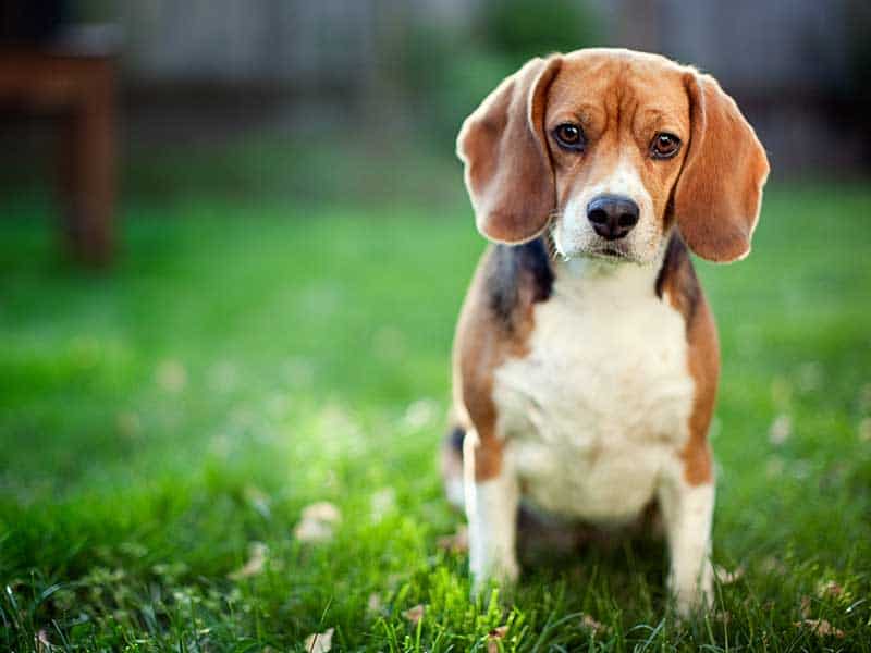 A beagle out in the grass A beagle out in the grass